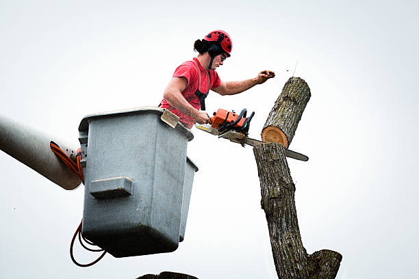 Best Seasonal Cleanup (Spring/Fall)  in Sutherland, NE